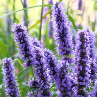 Hyssop Essential Oil (Hyssopus officinalis) | Ki Aroma