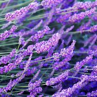 Lavender Garden - Relaxing Aromatherapy Mist | Ki Aroma