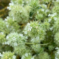 Marjoram Essential Oil, Spanish (Thymus mastichina) | Ki Aroma