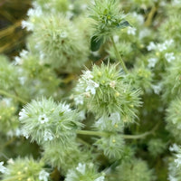 Marjoram Essential Oil, Spanish (Thymus mastichina) | Ki Aroma
