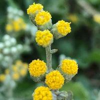 Armoise Essential Oil (Artemisia herba alba) | Ki Aroma