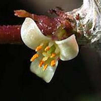 Myrrh Essential Oil (Commiphora myrrha) | Ki Aroma