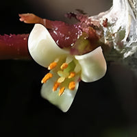 Myrrh Essential Oil (Commiphora myrrha) | Ki Aroma