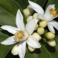 Neroli Essential Oil 5% (Orange Blossom) | Ki Aroma