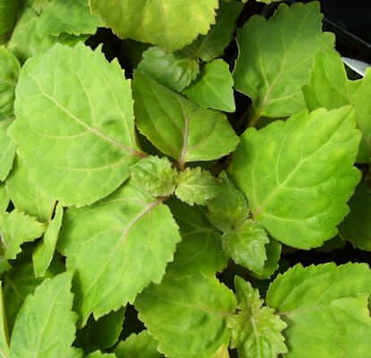 Patchouli Essential Oil (Pogostemon cablin) | Ki Aroma