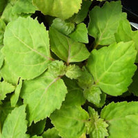 Marrakesh Delight - Aphrodisiac Aromatherapy Mist | Ki Aroma