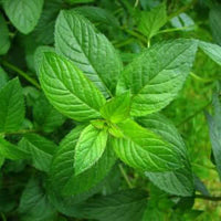 Head On - Migraine and Headache Aromatherapy Roll On | Ki Aroma