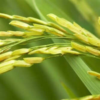 Rice Bran Carrier Oil (Oryza sativa oil) | Ki Aroma