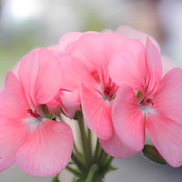 Rose Geranium Floral Water (Pelargoneum roseum) | Ki Aroma