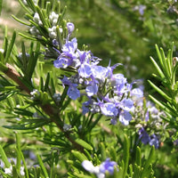 Rosemary Antioxidant Oil CO2 Extract (ROE) | Ki Aroma