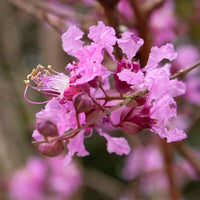 Rosewood Essential Oil 5% dilution in Jojoba | Ki Aroma