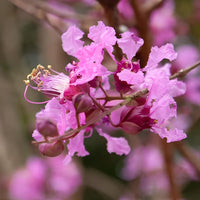 Rosewood Essential Oil 5% dilution in Jojoba | Ki Aroma