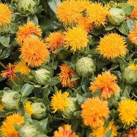 Safflower Carrier Oil (Carthamus tinctorius) | Ki Aroma