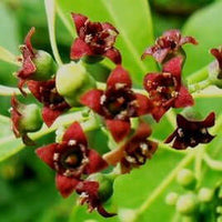 Sandalwood Essential Oil 5% dilution in Jojoba (Mysore) | Ki Aroma