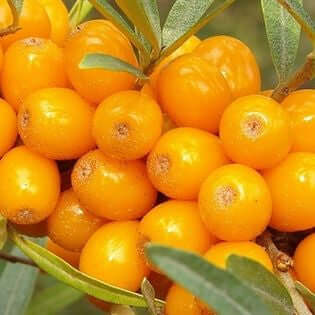 Sea Buckthorn  Seed Oil (Hippophae rhamnoides) | Ki Aroma