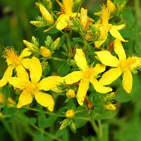 Trauma Relief Herbal Oil - Arnica, Calendula & St John's Wort | Ki Aroma
