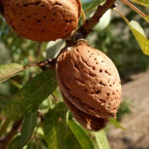 Almond Sweet Oil (Prunus amygdalus dulcis) | Ki Aroma