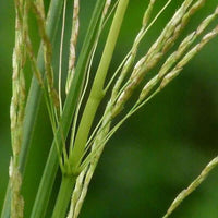 Vetiver Essential Oil 5% dilution in Jojoba | Ki Aroma