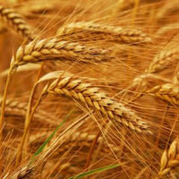 Wheat Germ Carrier Oil (Triticum vulgare) | Ki Aroma