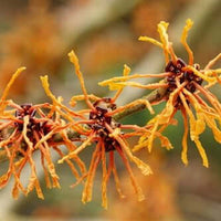 Witch Hazel Distillate (Alcohol & Aroma Free) | Ki Aroma