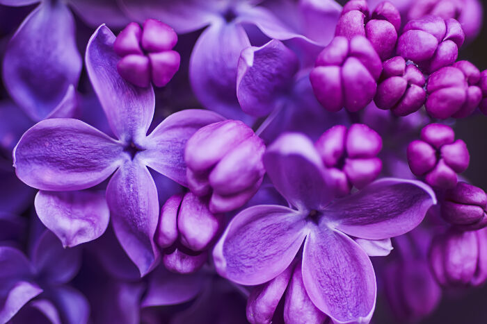 Mother's Day Gifts On Sale - Wellness Gifts - Ki Aroma Canada