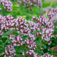 Oregano Essential Oil (Origanum vulgare) | Ki Aroma