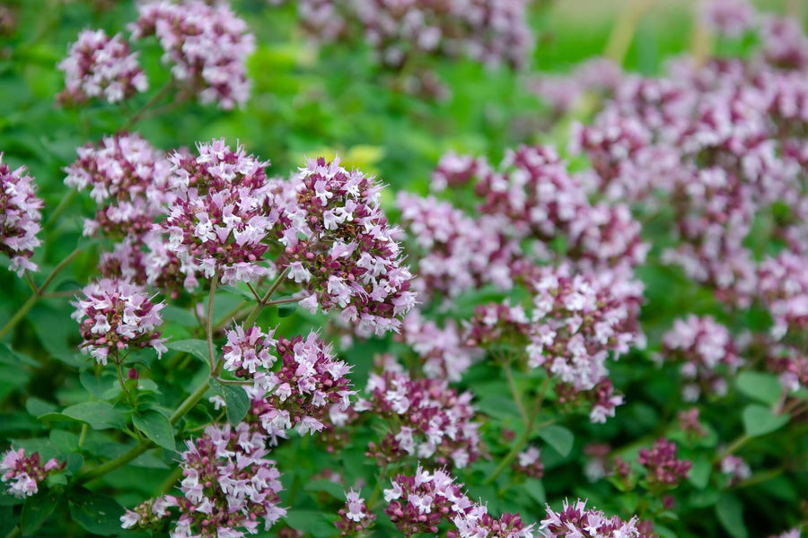 Oregano Essential Oil (Origanum vulgare) | Ki Aroma