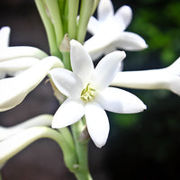 Tuberose Absolute (Polianthes tuberosa )