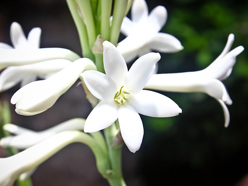 Tuberose Absolute (Polianthes tuberosa )