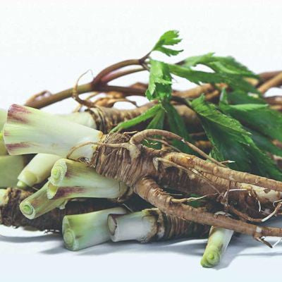 Angelica Root Essential Oil (Angelica archangelica)