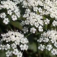Aniseed Essential Oil (Pimpinella anisum) | Ki Aroma