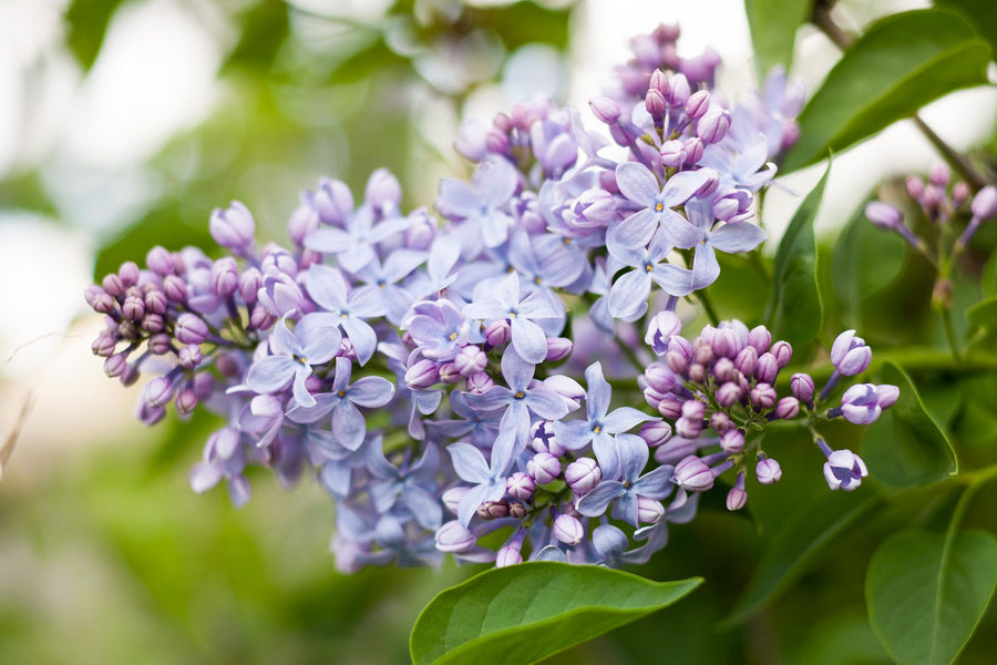 Lilac Absolute, Bulgarian (Syringia vulgaris)