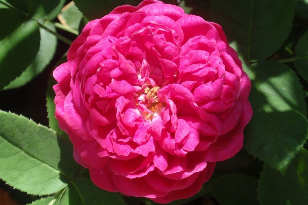 Rose Absolute, Damask ( Rosa damascena )