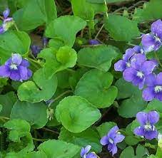 Violet Leaf Absolute 5% dilution in Jojoba | Ki Aroma