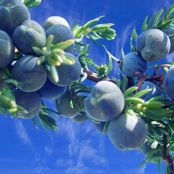 Juniper Berry Essential Oil (Juniperus communis) | Ki Aroma