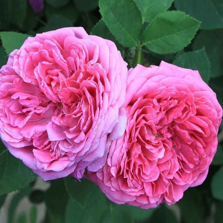 Rose Paradise - Romantic Aromatherapy Inhaler | Ki Aroma