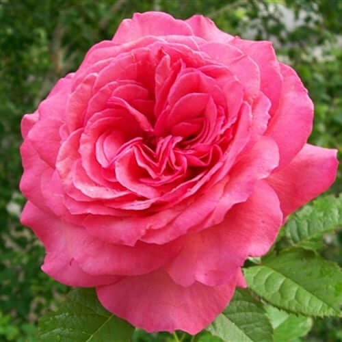 Rose Absolute Oil, Maroc (Rosa centifolia) | Ki Aroma
