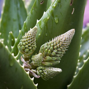Aloe Vera Leaf Juice  (Aloe Barbadensis) | Ki Aroma