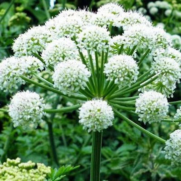 Angelica Root Essential Oil (Angelica archangelica) | Ki Aroma