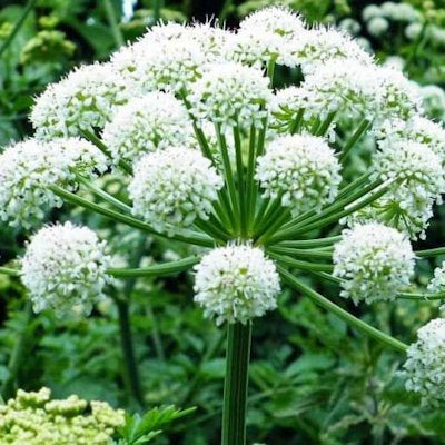 Angelica Root Essential Oil (Angelica archangelica) | Ki Aroma