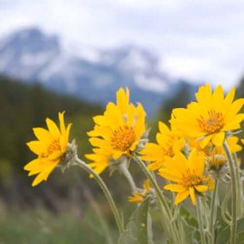 Arnica Infused Herbal Oil (Arnica Montana) | Ki Aroma