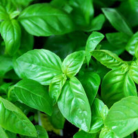 Basil Essential Oil (Ocimum basilicum oil) | Ki Aroma