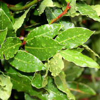 Bay Laurel Essential Oil (Laurus nobilis) | Ki Aroma