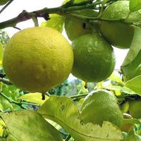 Bergamot Essential Oil, Calabrian (Citrus aurantium) | Ki Aroma
