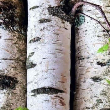 Birch Sweet Essential Oil (Betula lenta) | Ki Aroma