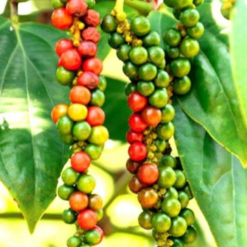 Black Pepper Essential Oil 5% dilution in Jojoba | Ki Aroma