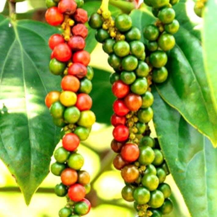 Black Pepper Essential Oil (Piper nigrum) | Ki Aroma
