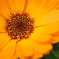 Gaia's TLC - Soothing Essential Oil Blend | Ki Aroma