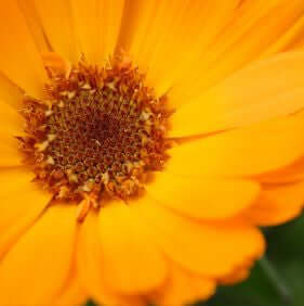 Calendula Infused Herbal Oil  (Marigold) | Ki Aroma