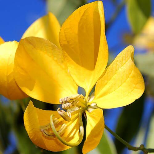 Cassia Essential Oil (Cinnamomum cassia) | Ki Aroma